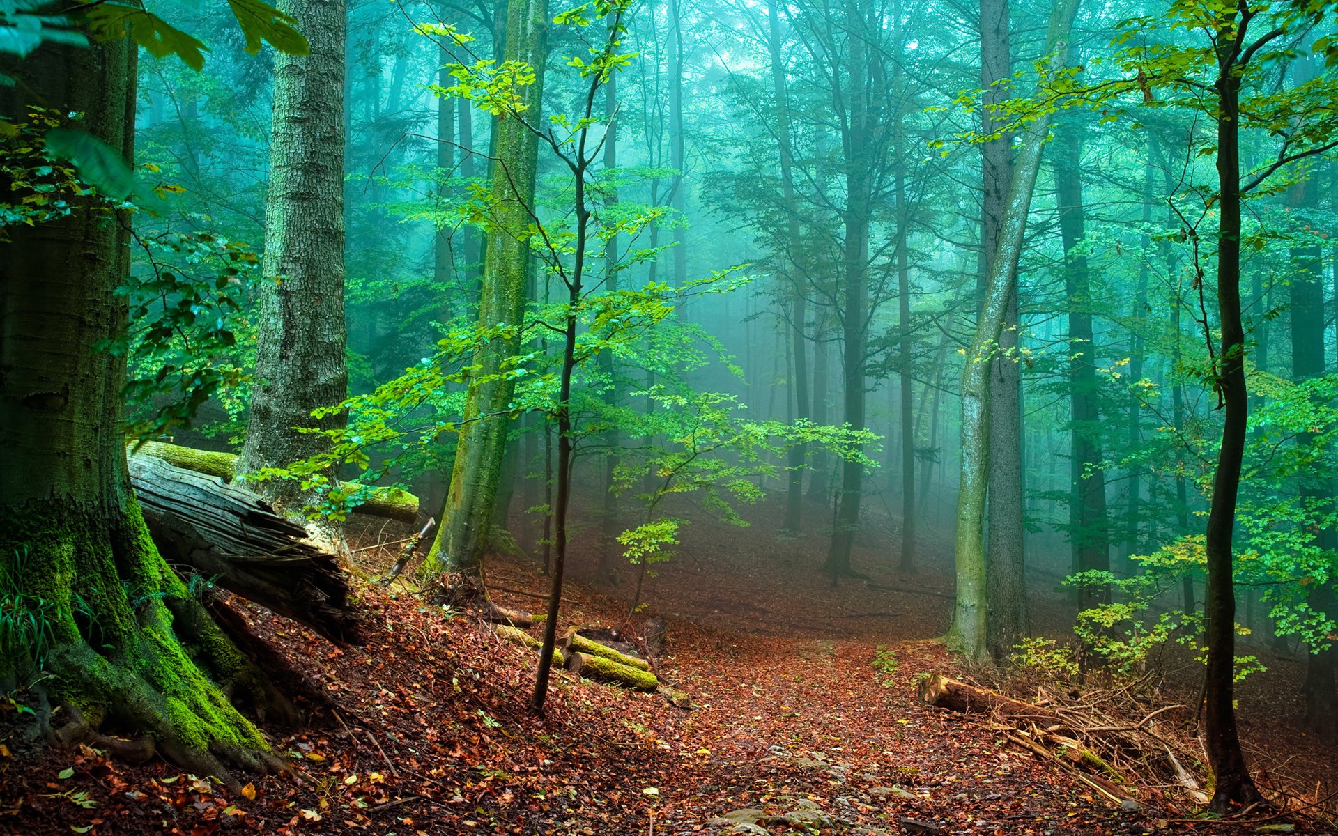 bosque árboles niebla