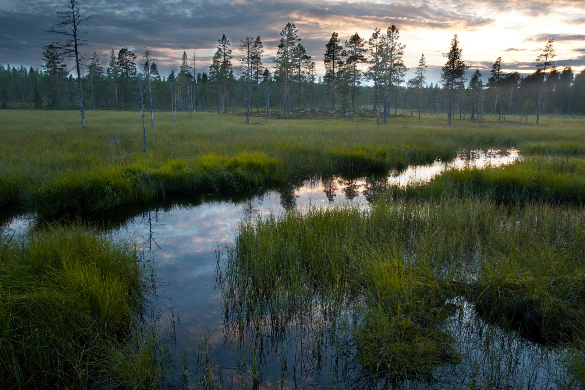 natura foresta paludi acqua cielo erba riflessione