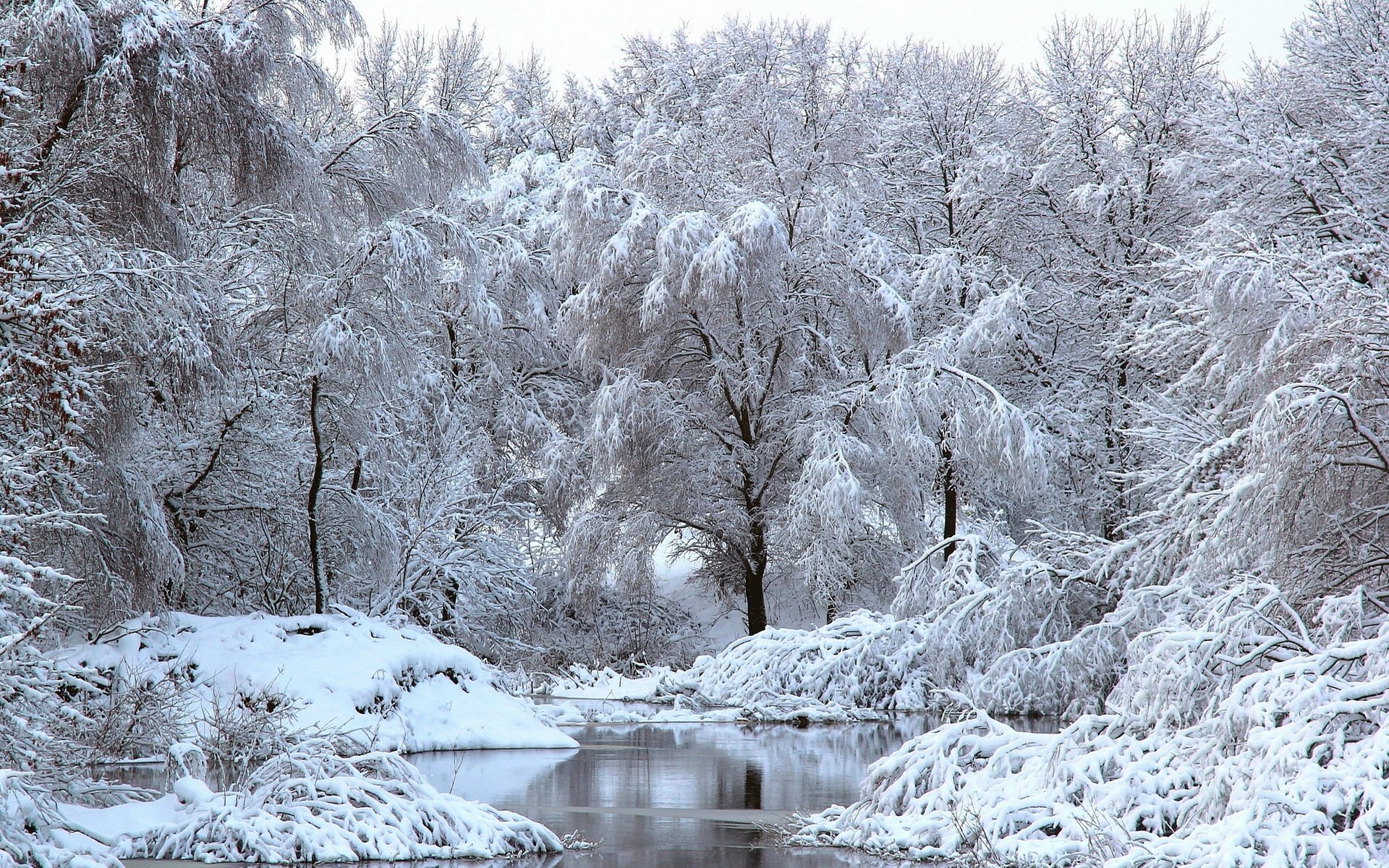 winter fluss bäume schnee