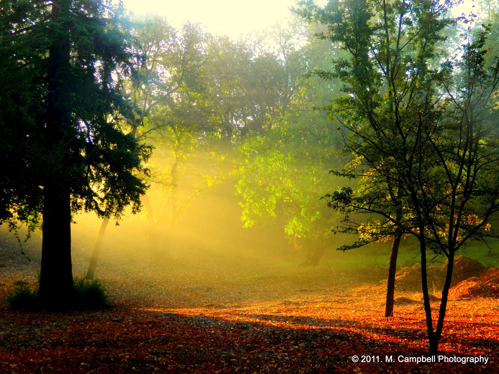 matin aube forêt soleil rayons brume brouillard arbres feuillage nature