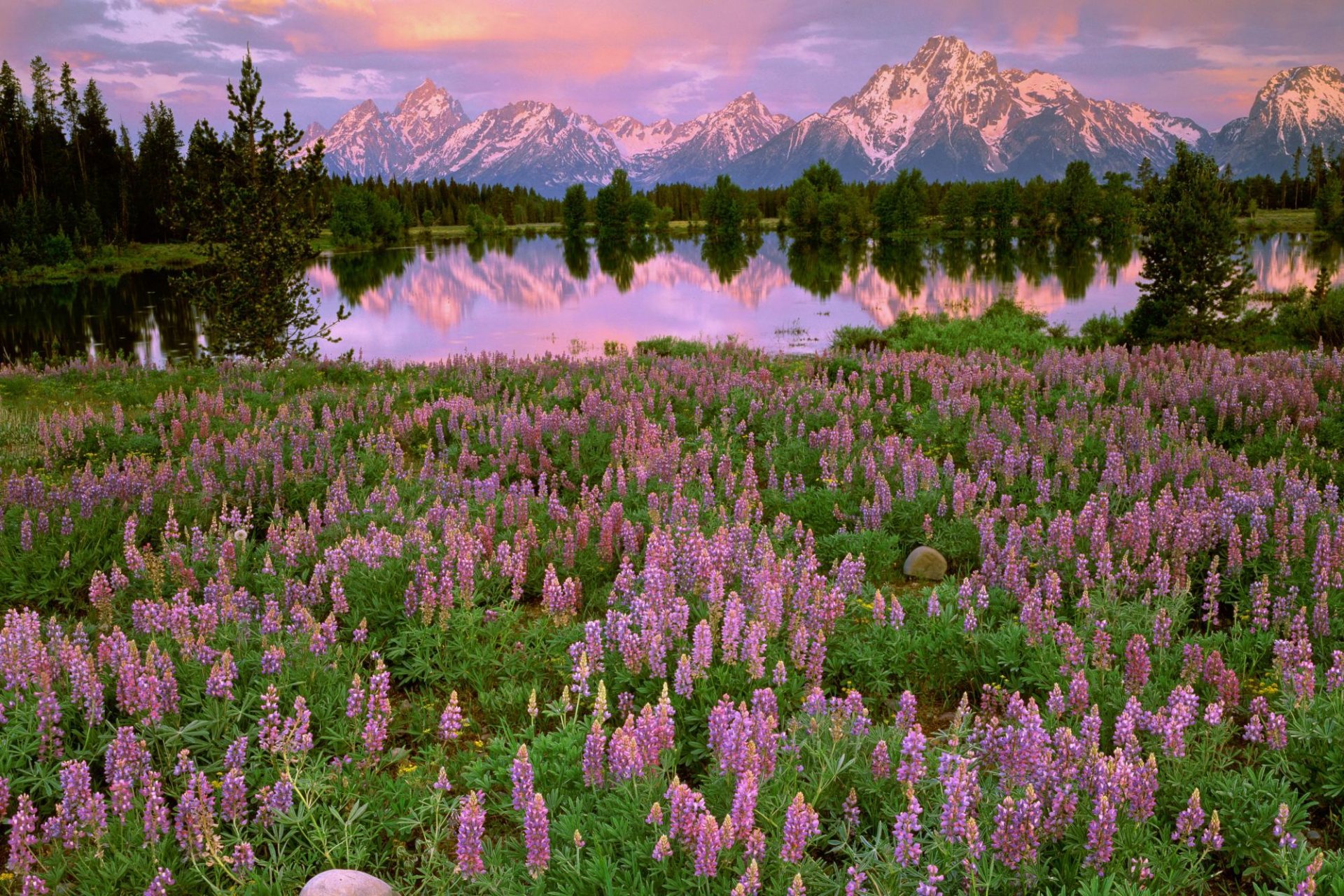 montañas lago flores claro campo rosa árboles reflexión puesta de sol