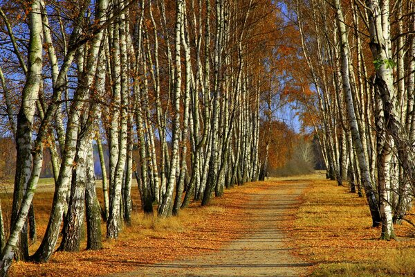 Callejón de otoño de árboles amarillos