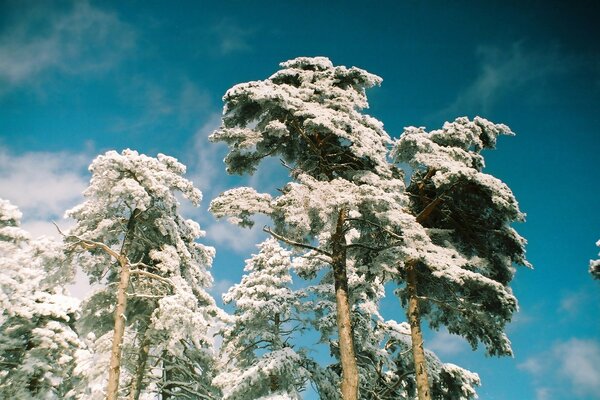 Cime di alberi di pino in brina su uno sfondo di cielo blu