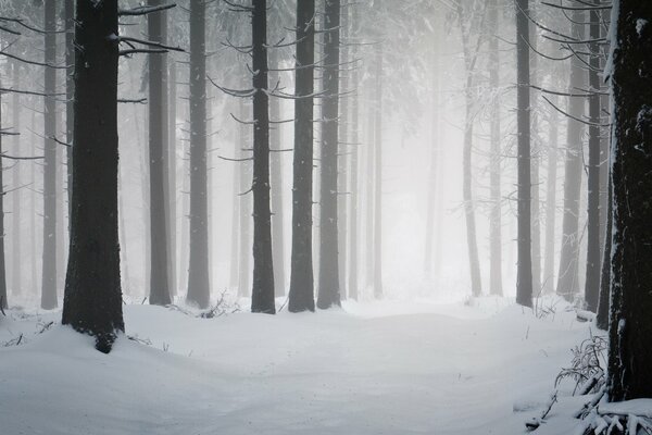 Tree trunks in winter