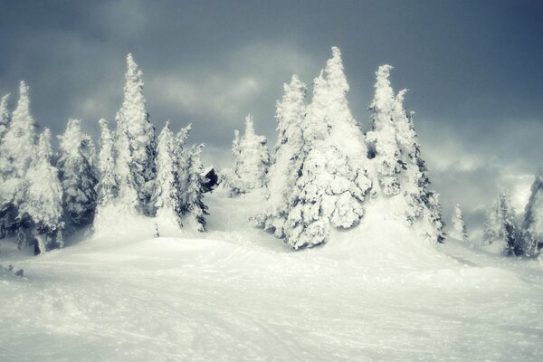 Winterwald komplett im Schnee