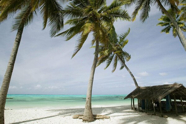 Песчаный берег моря с пальмами