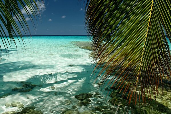 Maldives. Palm trees and the Indian Ocean