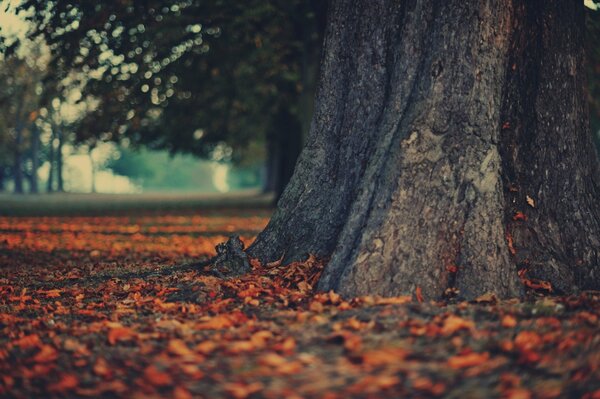 Autumn foliage under a tree