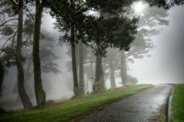 Nebliger Morgen im Park