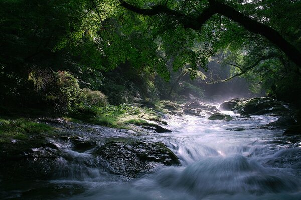 Water flow under trees and rocks