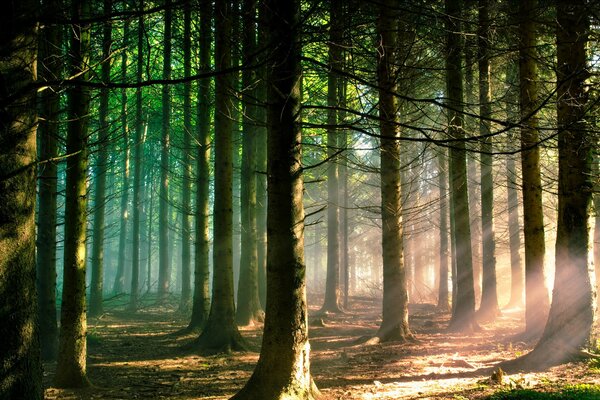 Pénétration de la lumière du soleil dans la forêt