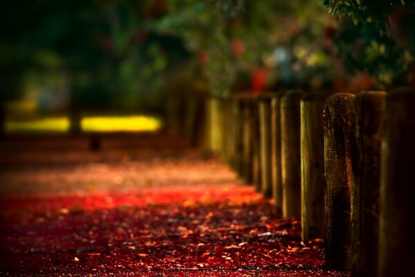 Herbst , Zaun verschwommene Farbe