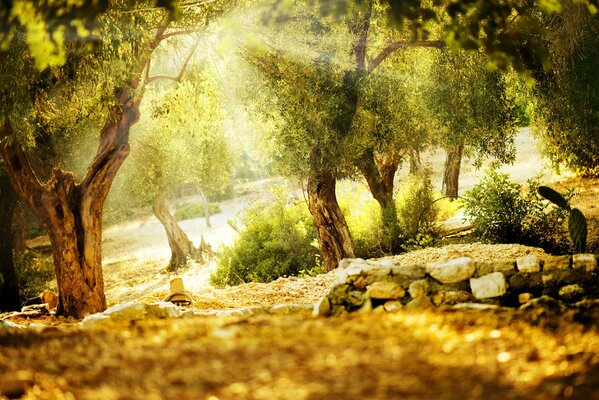 Natura diskach in una giornata di sole