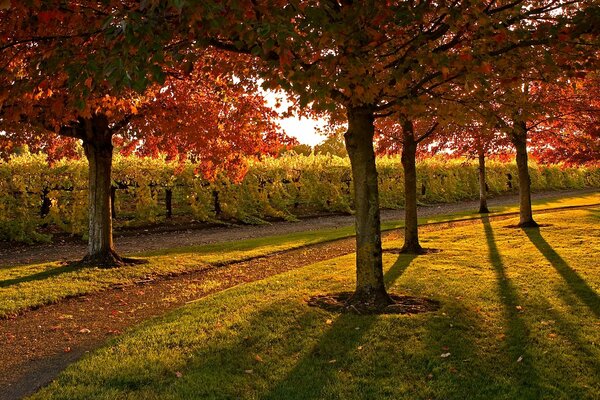 Sonniger Tag im Herbstpark