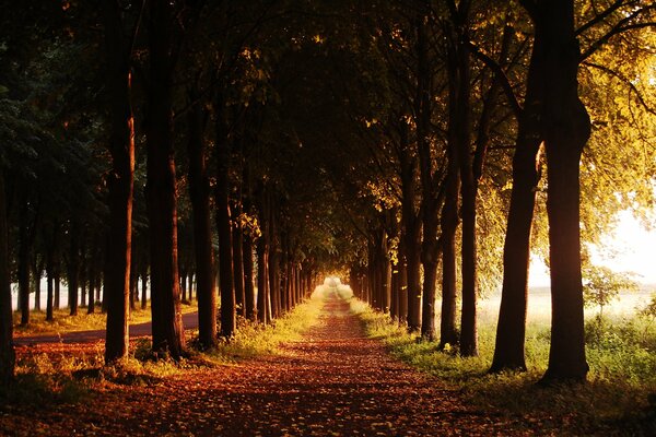 A long avenue of trees in autumn