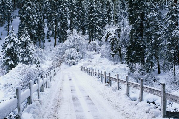 Puente en el bosque blanco de invierno
