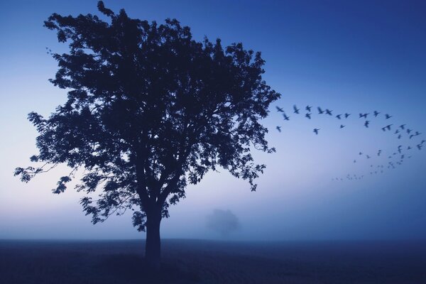 Pájaros volando de un árbol en la niebla