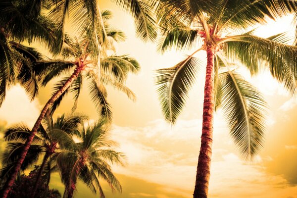 Romantic landscape of evening palm trees