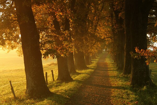 Sentiero nebbioso tra gli alberi in autunno