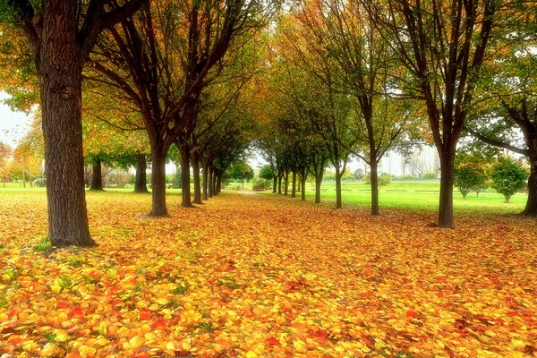 Herbstpark mit Laub übersät