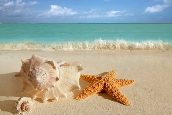 Pejzaż morski: muszla i gwiazda na piasku