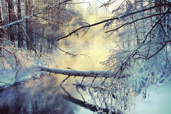 A tree above the river. Branches in and out