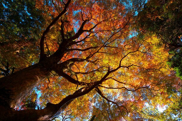 Autumn crown of an old tree