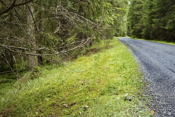 Straße unter grünen Tannen im Wald