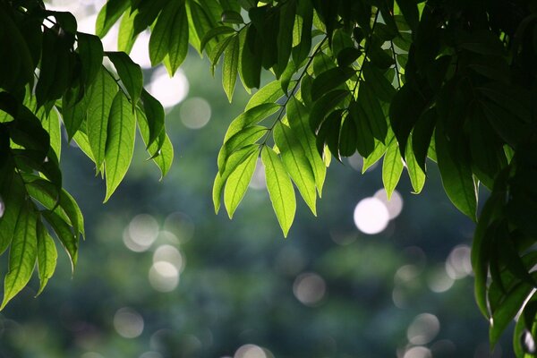 Summer trees with leaves