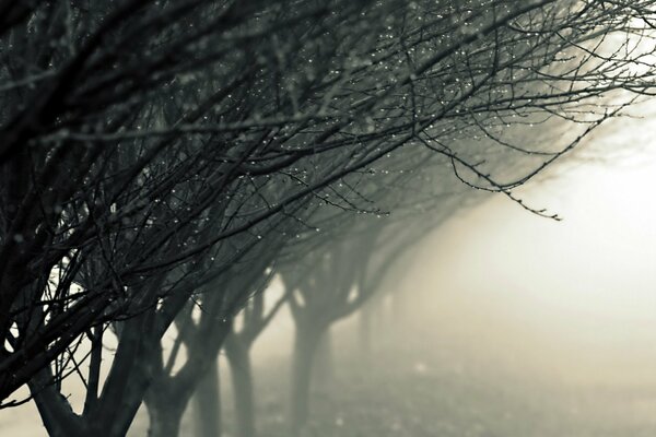 Mgła wśród drzew i krople