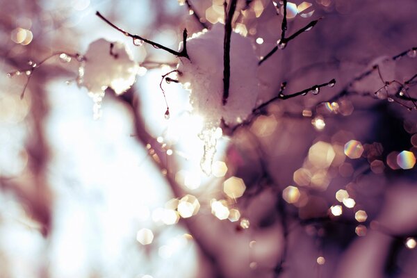 La neige sur la branche commence lentement à fondre