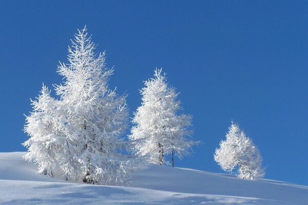 Abete bianco coperto di neve bianca in una chiara giornata invernale