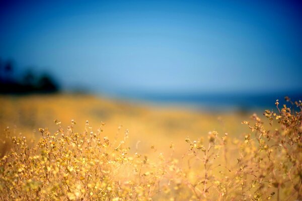 Sommer. Feldblumen. unscharfer Hintergrund