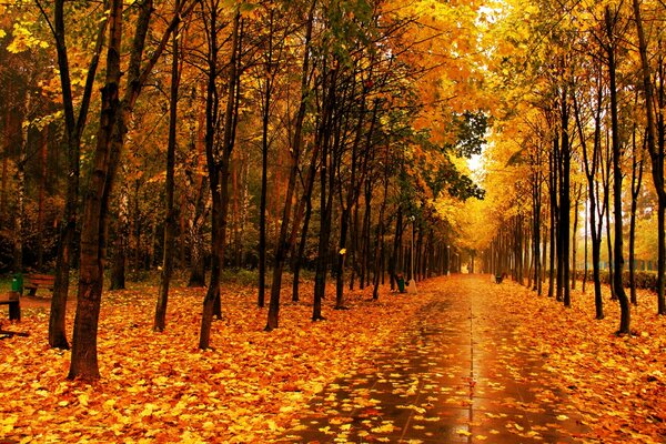 Bosque amarillo brillante. Carretera