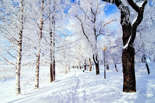 Zimowy, zaśnieżony park z drzewami pokrytymi iniem