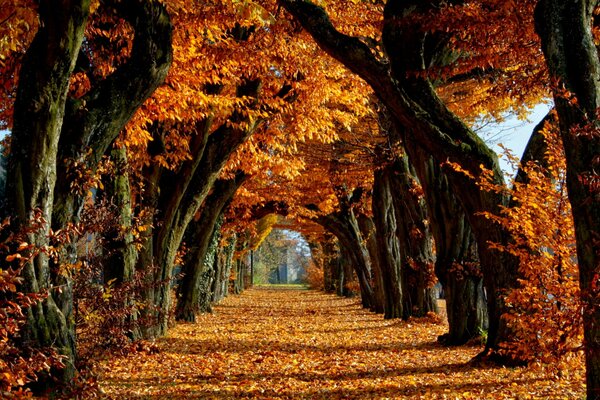 Bright leaves of autumn trees