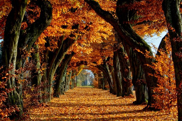 Hojas brillantes de árboles de otoño