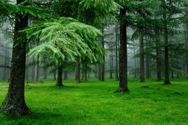 Gotas de lluvia en los árboles en el bosque