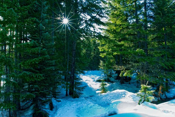 Winter in the forest in the rays of the sun