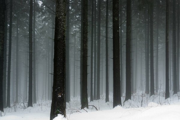 Nackte Baumkronen im Winter