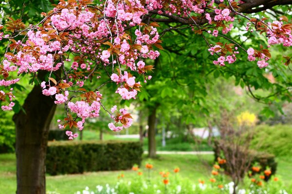 A blooming tree against the background of nature