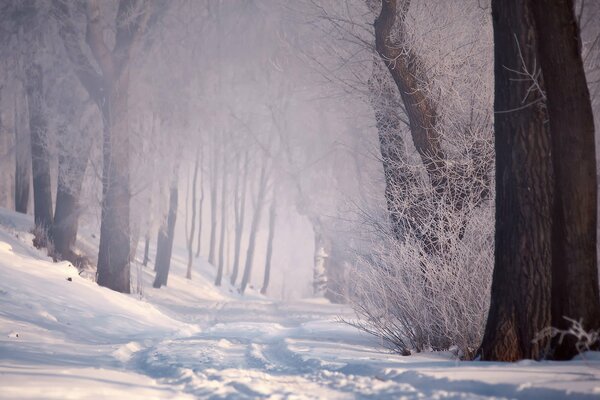 Snowy road in the winter forest