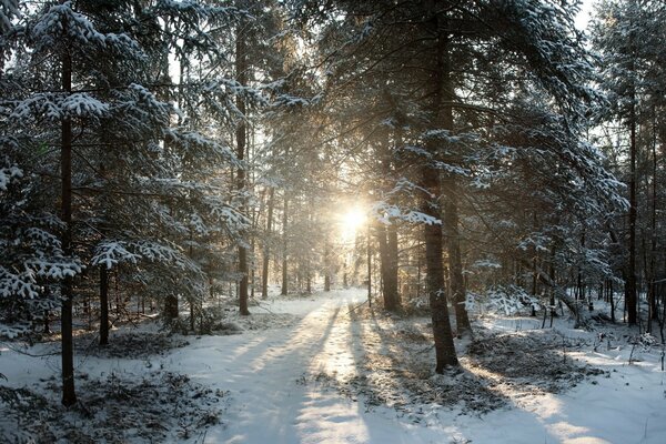 Восход солнца в зимнем лесу