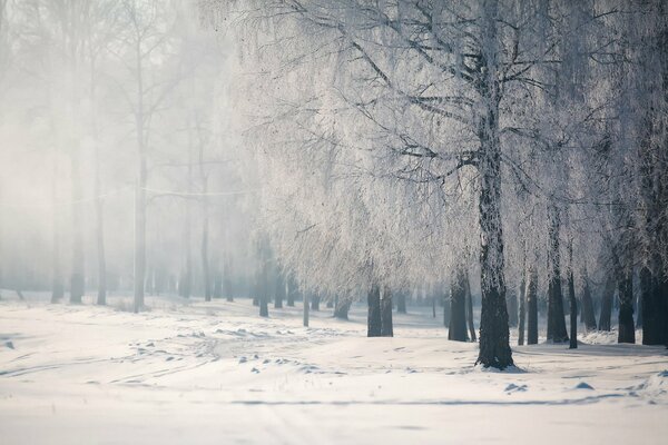 Winter Bäume auf weißem Schnee Hintergrund