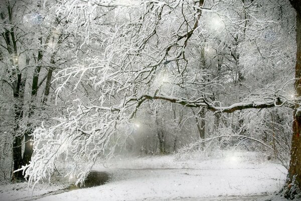 Trees under the snow in the winter forest