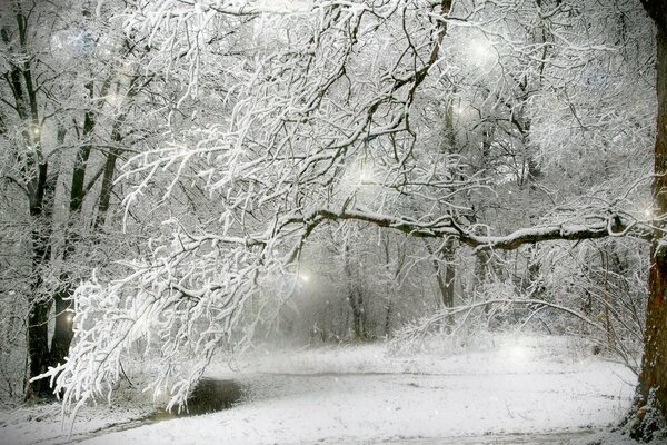 Alberi sotto la neve nella foresta invernale