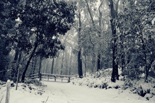 Alberi innevati nella foresta invernale