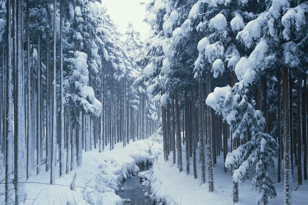 Forest winter road in the taiga