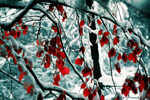 Branches avec des feuilles rouges sur la neige