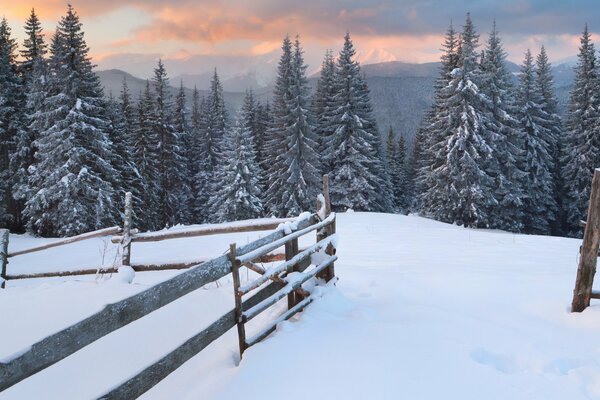 Schneebedeckte Weihnachtsbäume. Blick vom Hof in der Nähe des Zauns